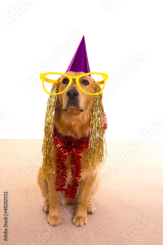 Photo: Dog party dressed purple hat and glasses Dog party dressed purple hat and glasses