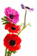 Foto: bunch of colorful anemone flowers bunch of colorful anemone flowers