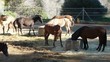 Caballos comiendo