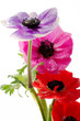 bunch of colorful anemone flowers