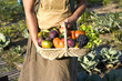CUEILLETTE DU POTAGER