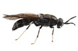 black soldier fly species Hermetia illucens