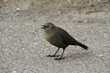 Photo: Amsel Amsel