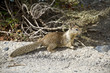 Photo: Eichhörnchen Eichhörnchen