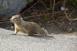 Photo: Eichhörnchen Eichhörnchen