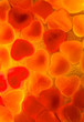 Background Hearts