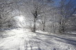 Photo: alberi neve freddo inverno alberi neve freddo inverno