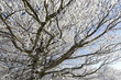 Photo: alberi neve freddo inverno alberi neve freddo inverno