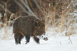 Wild boar in snow