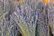 lavendel