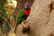 Rainbow Lorikeet Parrot looks in tree more