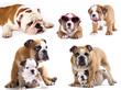 bulldog