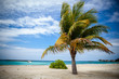 palm tree in harbor