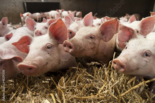 Photo: Piglets close-up Piglets close-up