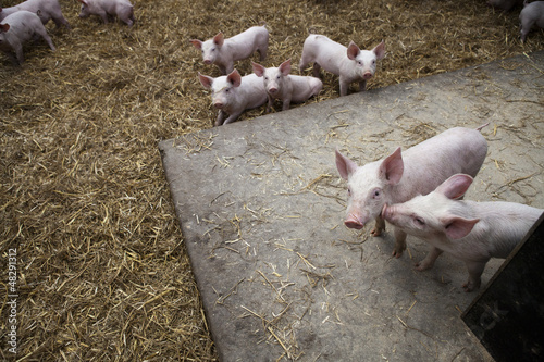 Photo: Piglets Piglets
