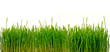 Grünes Gras, freigestellt wor weißem Hintergrund