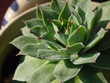 Succulent Hens and Chicks Plant