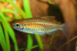 fish in aquarium