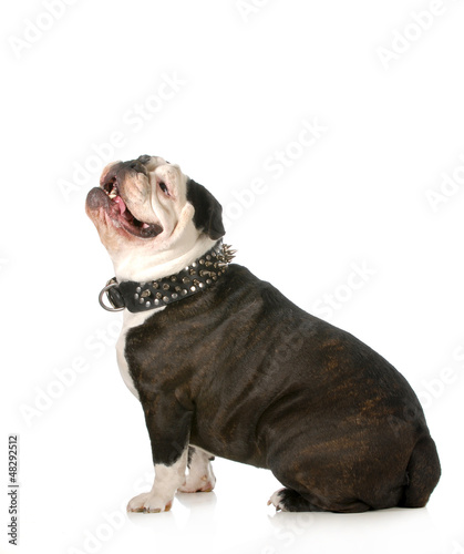 Photo: happy dog happy dog