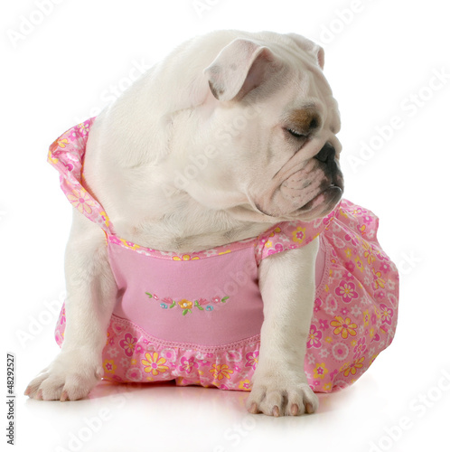 Photo: female dog female dog