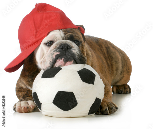 Photo: sports hound sports hound
