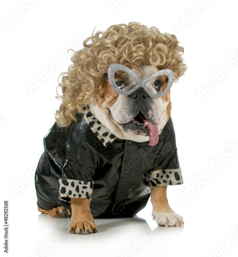 Photo: female dog female dog