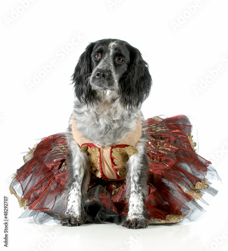 Photo: female dog female dog