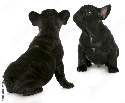 Photo: two french bulldogs two french bulldogs