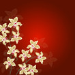 ayurveda, blüte, deko, orchidee, rahmen, valentin, vital, 