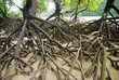 Mangroves