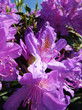 Photo: Tibouchina Urvilleana Flowers Tibouchina Urvilleana Flowers