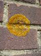 Yellow Lichen