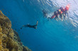 Free diving at Similan island