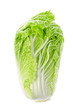 Fresh and perfect head of napa lettuce or cabbage