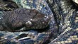 python breathing