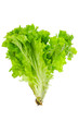 Fresh lettuce