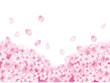Vector: 桜空白 桜空白