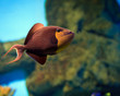 tropical Fish on a coral reef