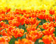 tulip in flower field
