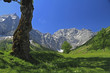 Bergahorn im Ahornboden