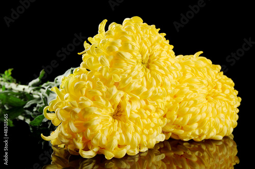 Photo: bright yellow chrysanthemums, on black background bright yellow chrysanthemums, on black background