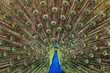 Pfau Rad schlagend