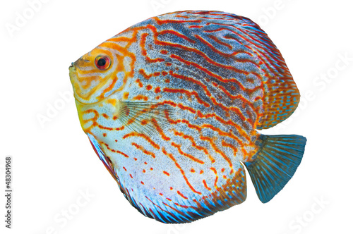 Photo: South American fish Discus 2 South American fish Discus 2