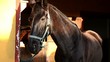 horse portrait