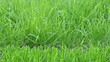 Cutting grass with mower