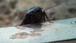 Cockroach giving it all into climbing a wooden surface