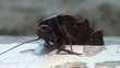 Close up of cockroach desperately trying to climb a plank