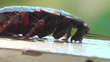 Cockroach slowly crawling on a plank