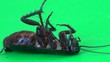 Cockroach lying on it's back