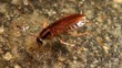 Brown cockroach eats the food in the kitchen